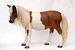 2485 shetland pony