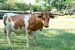 2586 texas longhorn stier 158x334x187