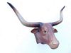 2272-a stier kop longhorn bull 60x60x45 cm