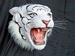 2107 witte tijger kop 